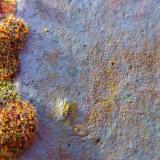 Moss on wall