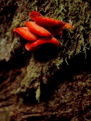 Crimson Fungus Crimson Fungus