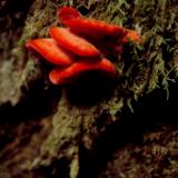 Crimson Fungus