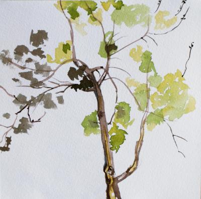 Tree Study Tree Study
