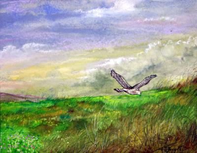 “Harrier” “Harrier”