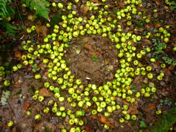 Cider apple void