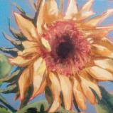 Darlene's Sunflower
