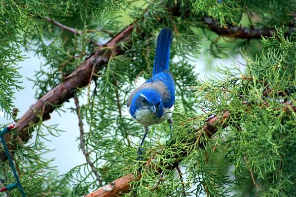 Western Scrub Jay