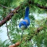 Western Scrub Jay