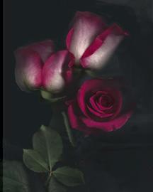 Roses for the Queen Roses for the Queen