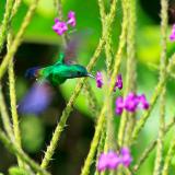 Hovering Steely-Vented Hummingbird