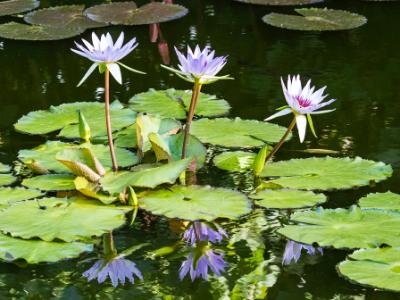 Water Lily Reflections Water Lily Reflections