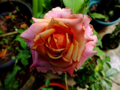 pink rose pink rose