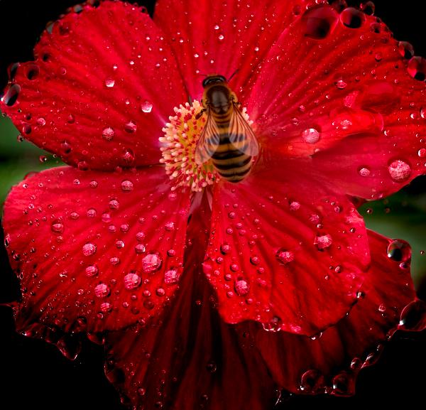 Flower and Pollinator 