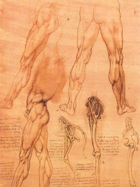 Studies of legs of man and the leg of a horse