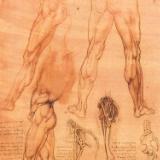 Studies of legs of man and the leg of a horse