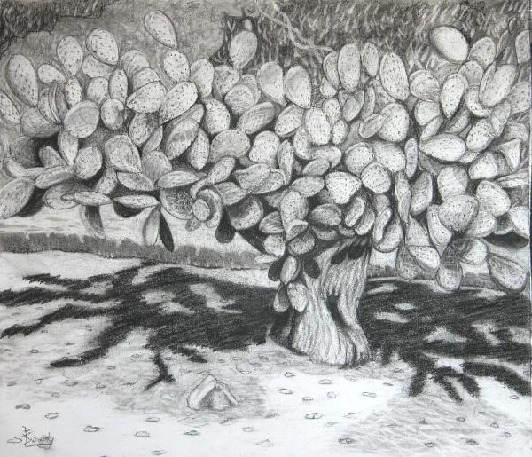 Catalina Island Cactus