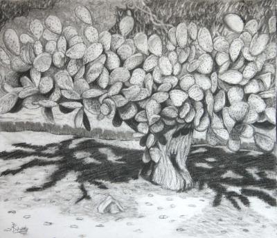 Catalina Island Cactus