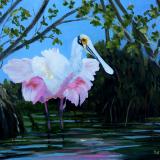 Roseate Spoonbill Ruffled Feathers