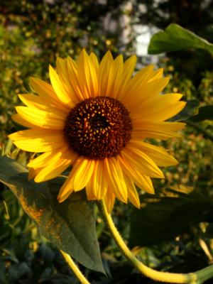 Sunflower on the Promenade