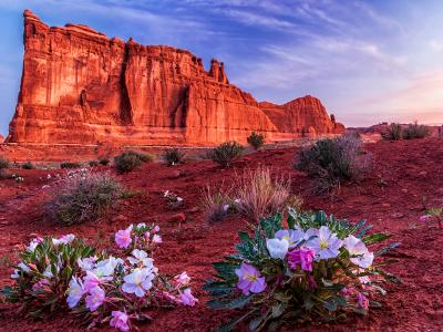 Tower of Babel Primrose Dawn Tower of Babel Primrose Dawn