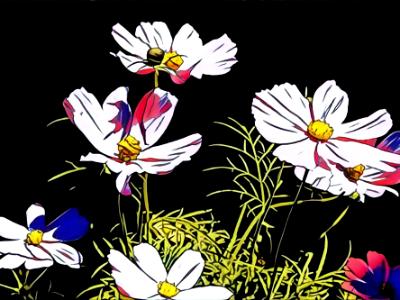 Wildflowers Wildflowers