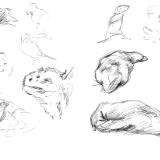 Galapagos sketches 14