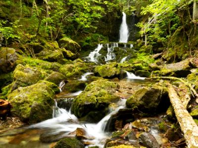 Dickson Falls Dickson Falls