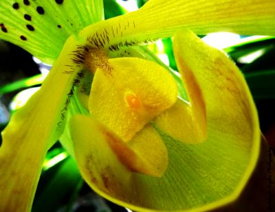 Yellow Orchid