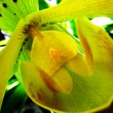 Yellow Orchid