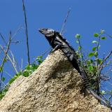 The Day of The Iguana