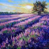 Lavender’s Morning Song