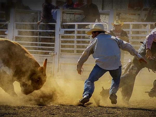 The Short Story of a Rodeo Bull Ride Ends