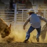 The Short Story of a Rodeo Bull Ride Ends