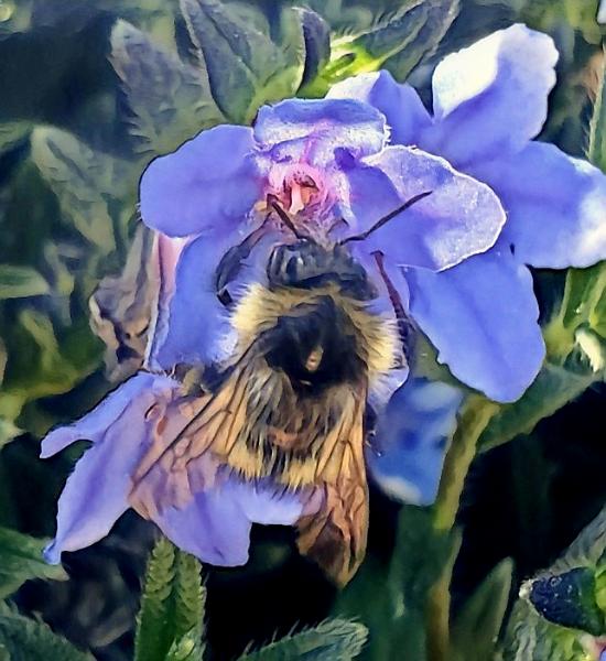 Bee Bliss