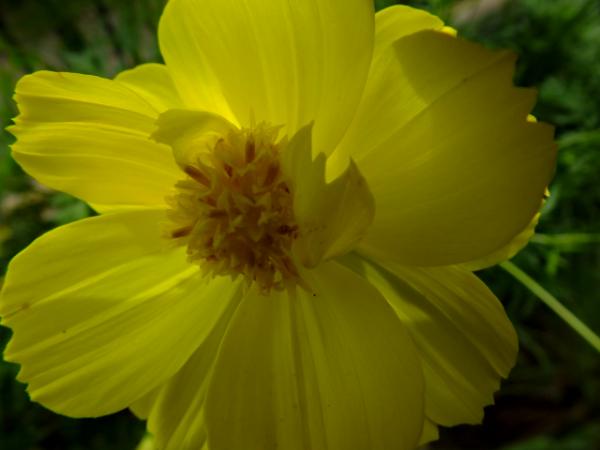 yellow flower