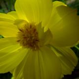 yellow flower