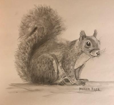 Squirrel