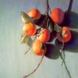 Persimmon Branch