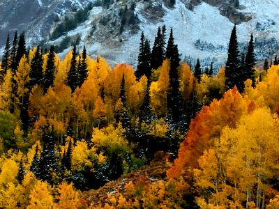 Aspen splendor