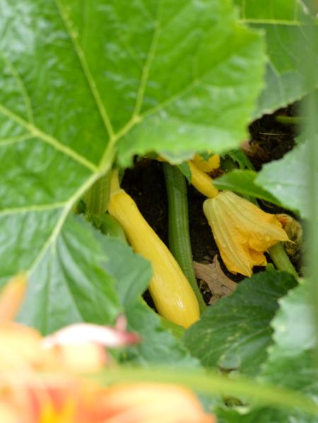 summer squash