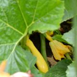 summer squash