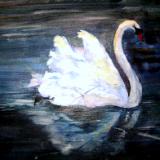 Villa Borghese Swan