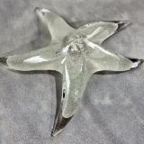 #02252604 Starfish Glows in the dark 6.75'' W  $100.00