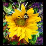 Sue Wren Visual Artist