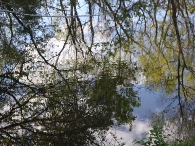 Trees on Pond