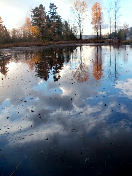 Reflections