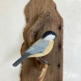 Chickadee #60