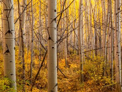 Golden Underbrush and Backlit Aspen Forest Golden Underbrush and Backlit Aspen Forest