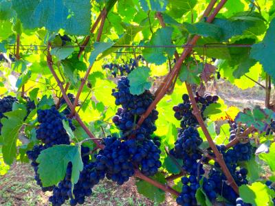 Harvest Time in Oregon Harvest Time in Oregon