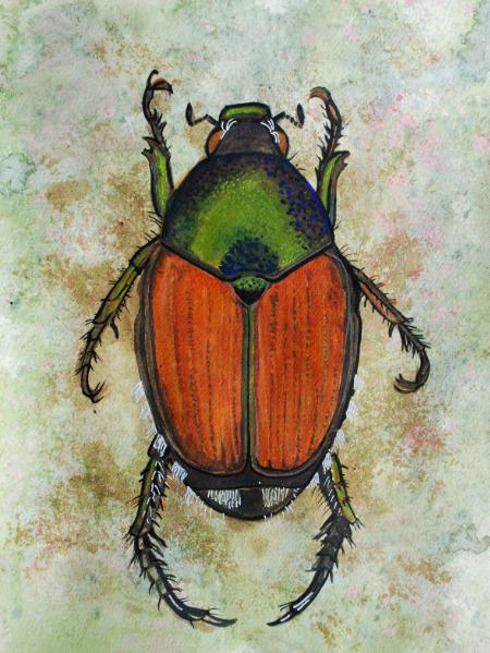 Beetle