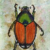 Beetle