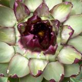Design in Nature