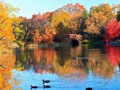 Central Park Pond Ducks Central Park Pond Ducks